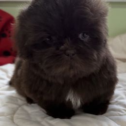 Jameson - Chocolate male Shih Tzu puppy in Stafford, Virginia from Bayview Pups