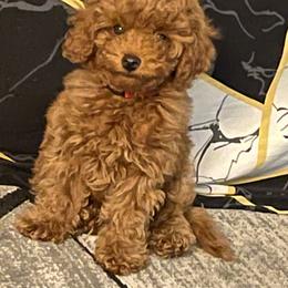 Poodle Puppies from CashEuro Poodles