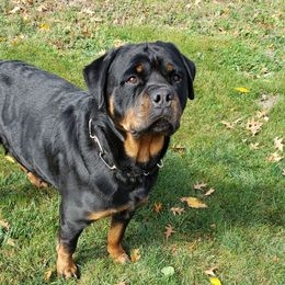 MAZA - Rottweiler