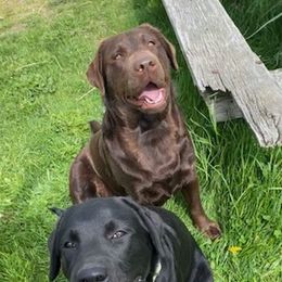 Labrador Retrievers from Outback Stables