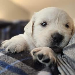 Rocky Boy - 5th Pick - Light golden male Golden Retriever puppy in Citrus Heights, California from NorCalGoldens