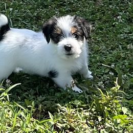 Samson - Tri-color male Russell Terrier puppy in London, Kentucky from Norvell Kennels