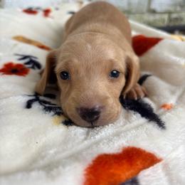 Ash - Cream male Dachshund puppy in Huntsville, Alabama from Bryant’s Miniature Dachshunds