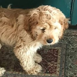 Mr. B - Cocker Spaniel