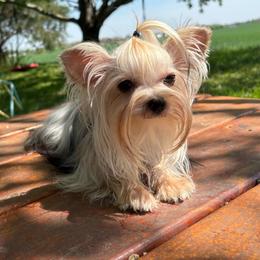 Lucy - Blue and gold female Yorkshire Terrier puppy in Florence, Alabama from Ashley's Yorkshire Terriers