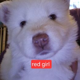 Mouthy - White female Siberian Husky puppy in Quincy, Illinois from Boden Breeding