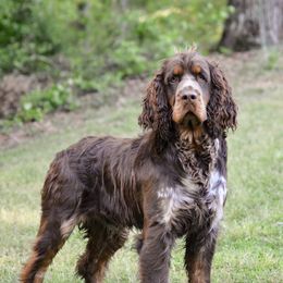 English Springer Spaniels from Hidden Valley Springers