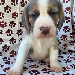 Blue tri boy (green collar) - Blue tan and white male Beagle puppy in Spring Branch, Texas from Lost Trail Kennels