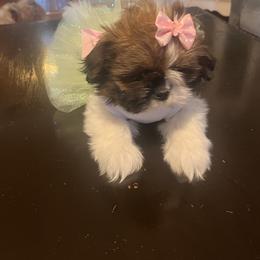 Shih Tzu Puppies from Meadow lane pups
