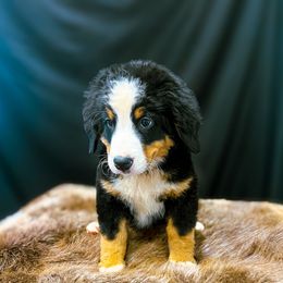 Nelly - Black rust and white female Bernese Mountain Dog puppy in Alabama from Dogwood Creek Bernese