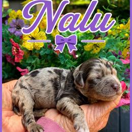Nalu - Merle female Goldendoodle puppy in Charlotte, North Carolina from Hopeful Heart Doodles