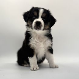 Ariat - Black tri female Miniature American Shepherd puppy in Tremonton, Utah from Azure Sky Minis