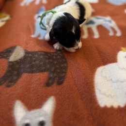 Boy 2 - Parti male Schnoodle puppy in Columbia, South Carolina from DM Schnoodles and schnauzers