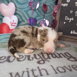 Bear - Red merle male Border Collie puppy in Gary, Indiana from Lake Ridge Border Collies