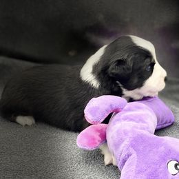 "Sebastian " Miniature Australian Shepherd and Toy Australian Shepherd Puppies from Rye Hill Aussies