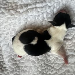 Girl 3 - Parti female Yorkshire Terrier puppy in Cullman, Alabama from Little Bark Partí Yorks