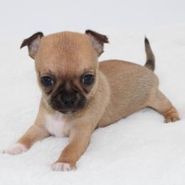 Kiwi - Black sabled fawn female Chihuahua puppy in Forsyth, Georgia from Brooks Grove Canines LLC