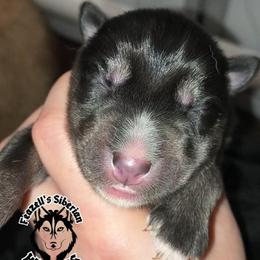 Ragnarök - Black male Siberian Husky puppy in Richland, Mississippi from Feazell’s Siberian Huskies