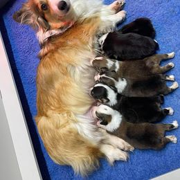 French Bulldog and Pembroke Welsh Corgi Puppies from McFadden's Corgis and Frenchies