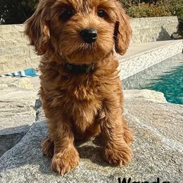 Wanda - Red female Australian Labradoodle puppy in Sacramento, California from Delta Breeze Labradoodles