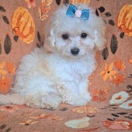 Dolly - Cream female Maltipoo puppy in Crestview, Florida from Little Cupcakes and Little Pumpkins Maltipoos