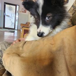 Native American Indian Dog Puppies from Corn Moon Kennels