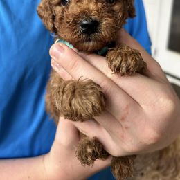 Blue Collar AKC - Red  male Poodle puppy in Powder Springs, Georgia from West Cobb Dogs