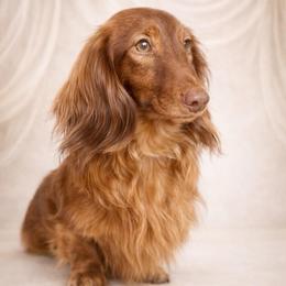 Yuri - Red male Dachshund puppy in Biloxi, Mississippi from Southern Doxies