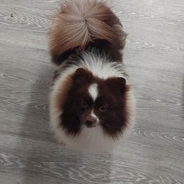 Sunny - Pomeranian