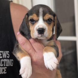 Shandy - Black tan and white female Beagle puppy in Baltimore, Maryland from Country Acres Farm