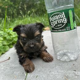 Bailey - Black and tan male Yorkshire Terrier puppy in Rochester, New York from Tnt Yorkies and Cosmic corgis