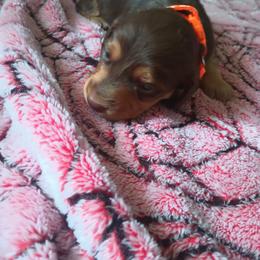 Boy 1 - male Dachshund puppy in Michigan from Amberly's Dachshunds