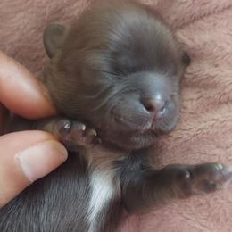 Shih Tzu Puppies from N.F.S.T Imperial ShihTzu Puppies.