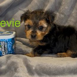 Stevie - Black & tan tri-color male Morkie puppy in Seneca, Missouri from M.Y. Morkies and Yorkies