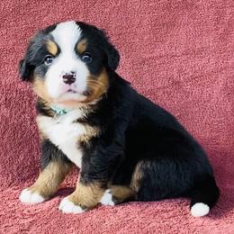 Turquoise Collar Female - Black rust and white female Bernese Mountain Dog puppy in Bristol, Tennessee from Holston Hollow Farm