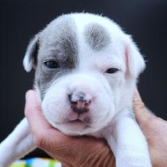 Scorch - Blue and white male Staffordshire Bull Terrier puppy in Dallas, Texas from Wild Blue Staffords