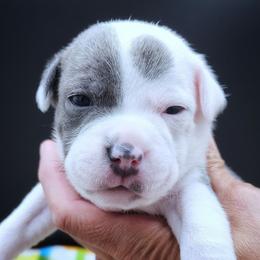 Scorch - Blue and white male Staffordshire Bull Terrier puppy in Dallas, Texas from Wild Blue Staffords