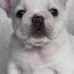 French Bulldogs from North Coast Frenchies