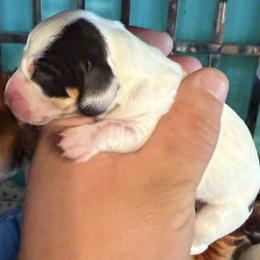 Lucky - Piebald male Dachshund puppy in Martinsville, Indiana from Witchy Woman’s Wiener’s