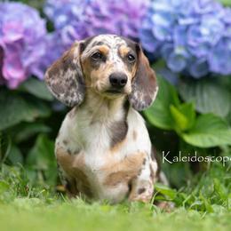 Feta - Dachshund