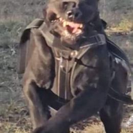 Cane Corso All Grown Up from Bane's Legacy Cane Corso