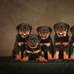 Rottweiler Puppies from Sharp Ridge Rottweilers