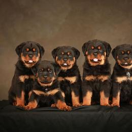Rottweiler Puppies from Sharp Ridge Rottweilers