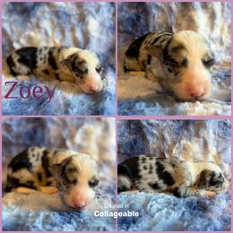 Zoey - Blue merle female Border Collie puppy in Decatur, Alabama from Phantom Border Collies