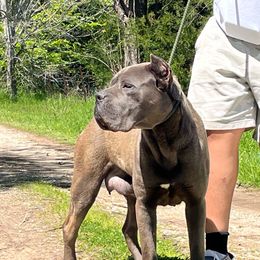 Ice - Cane Corso