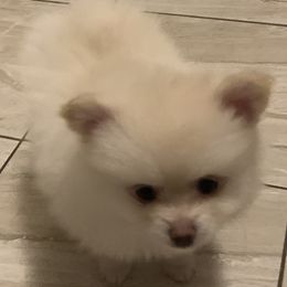 Pomeranian Puppies from Jonna's Poms