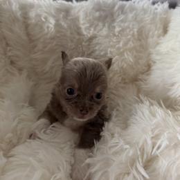 Chihuahua Puppies from Rosemont Chis
