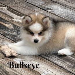 Bullseye - Silver and white male Pomsky puppy in Eastman, Georgia from Once Upon A Pomsky