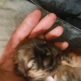 Shih Tzu Puppies from Peterson Shih Tzus