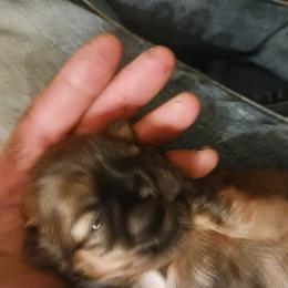 Shih Tzu Puppies from Peterson Shih Tzus